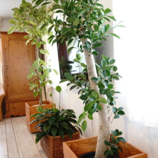 お部屋のインテリア観葉植物でシンメトリー